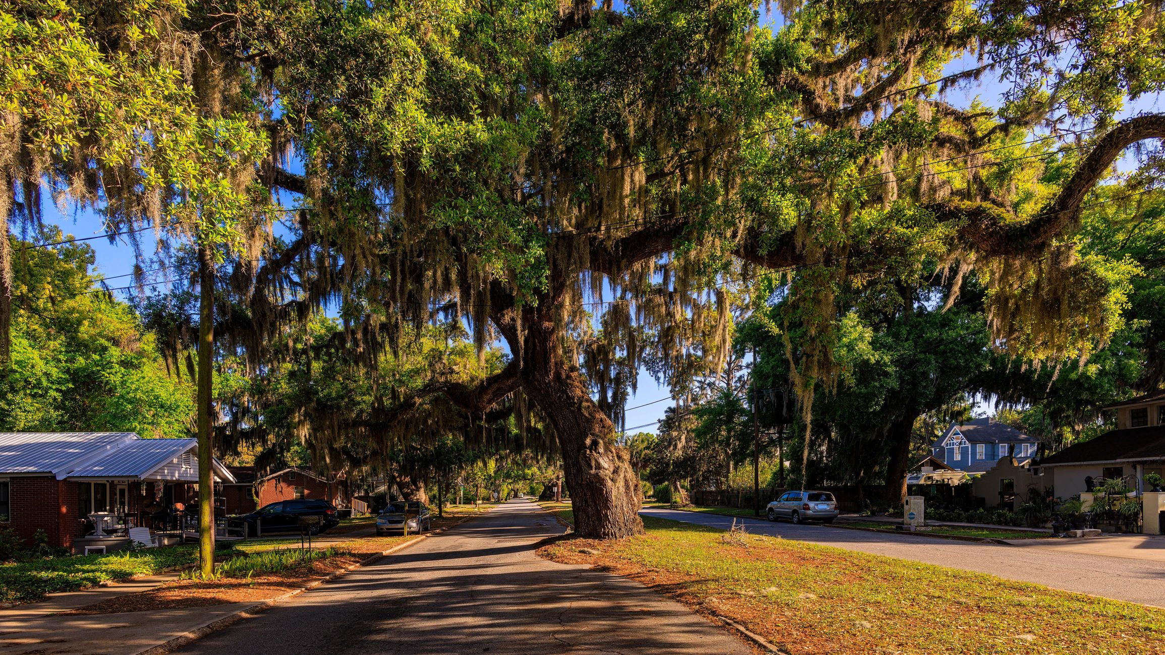 Upscale neighborhood street with mature trees